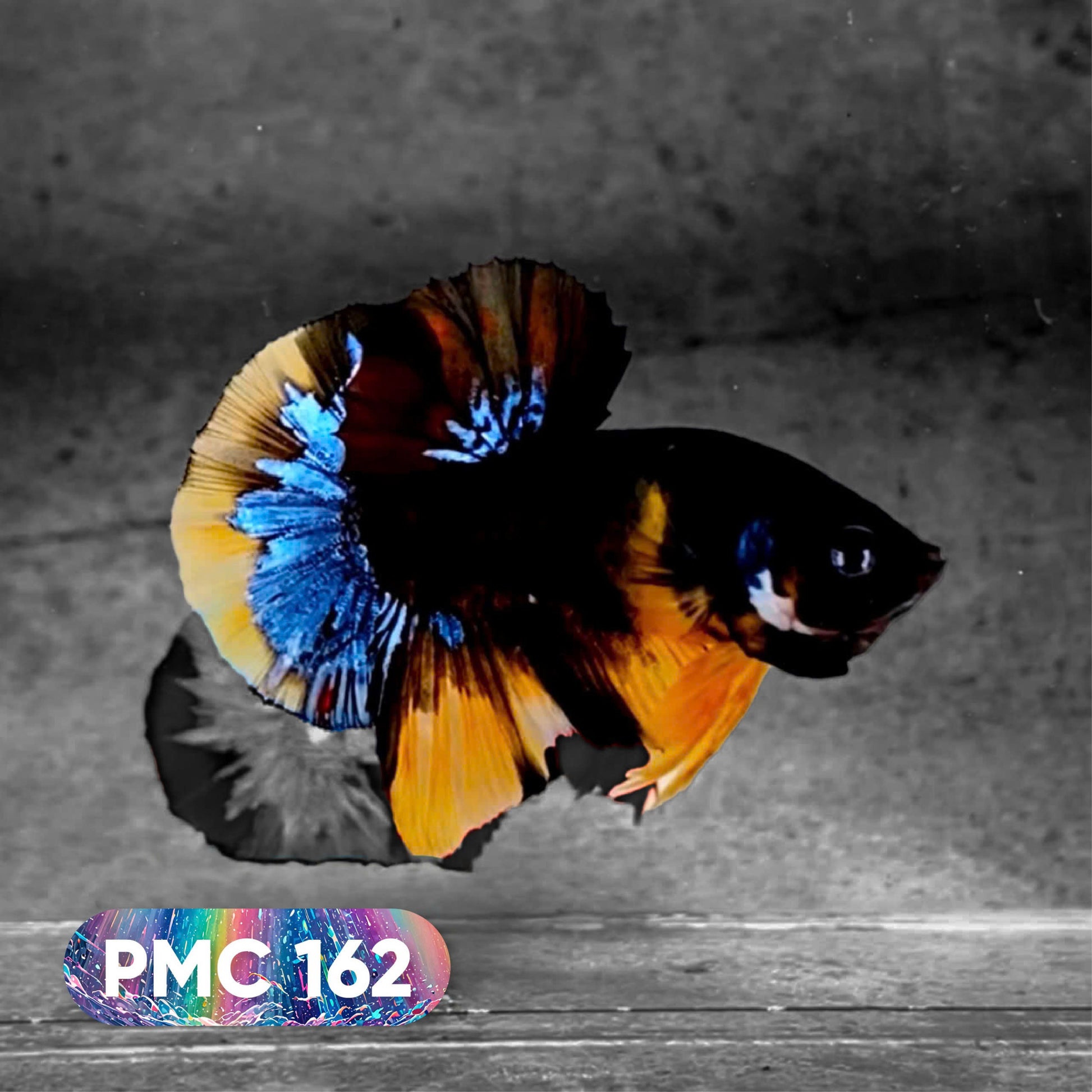 Koi Plakat Male Betta Fish