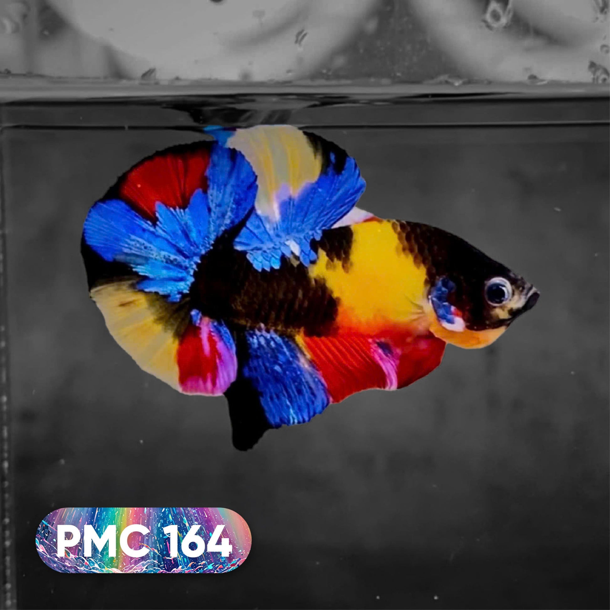 Koi Plakat Male Betta Fish