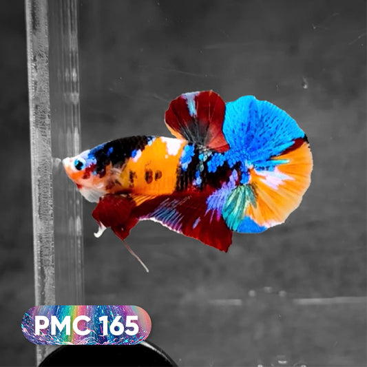 Koi Plakat Male Betta Fish
