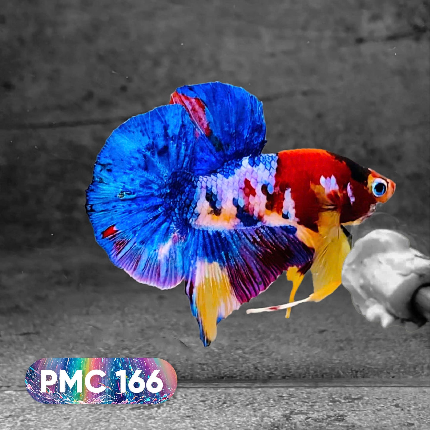 Koi Plakat Male Betta Fish