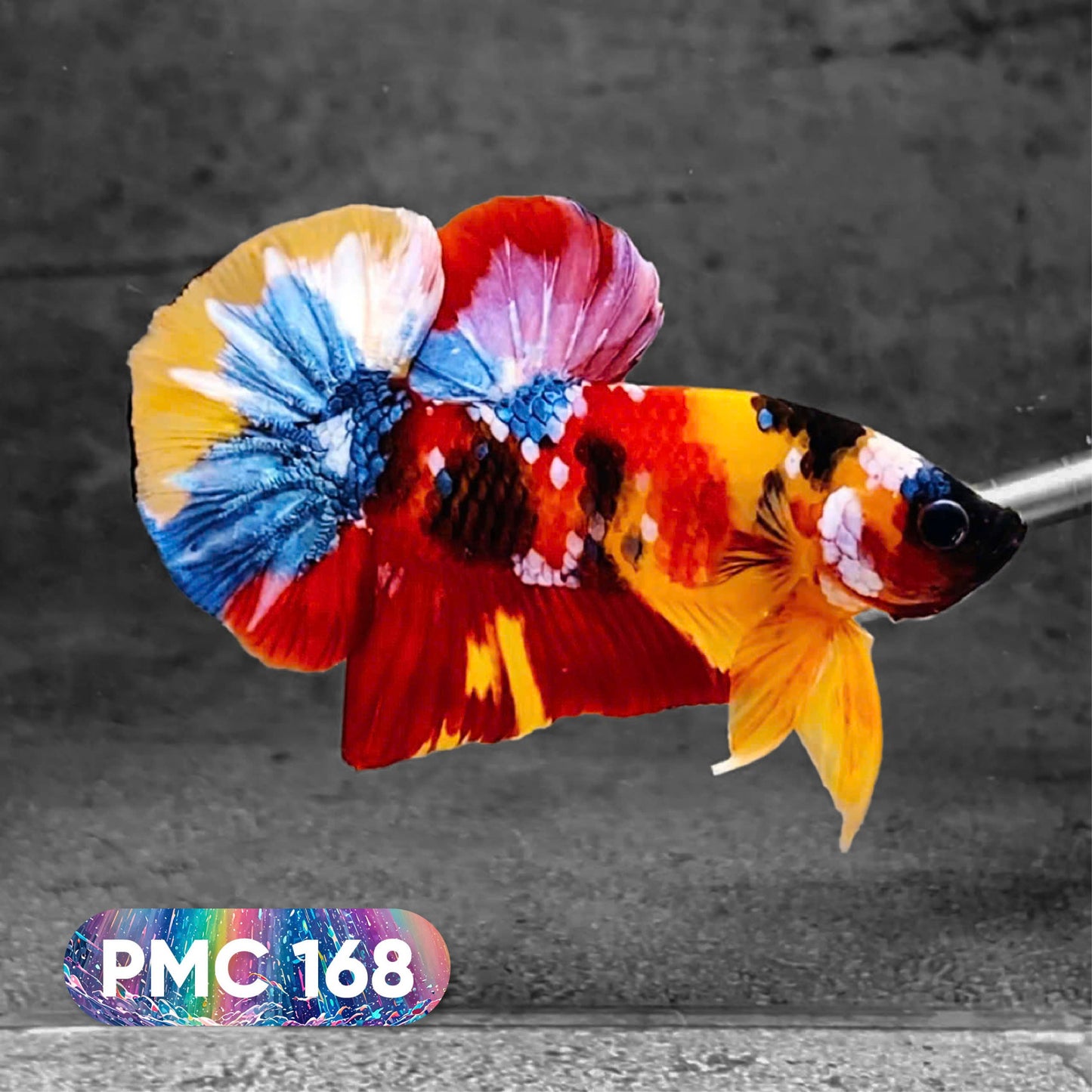 Koi Plakat Male Betta Fish