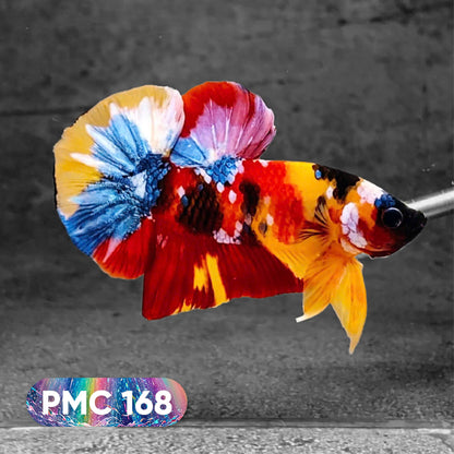 Koi Plakat Male Betta Fish