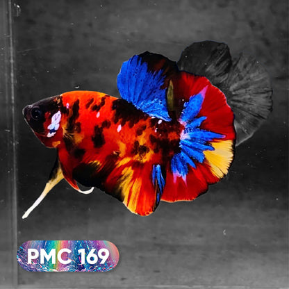 Koi Plakat Male Betta Fish