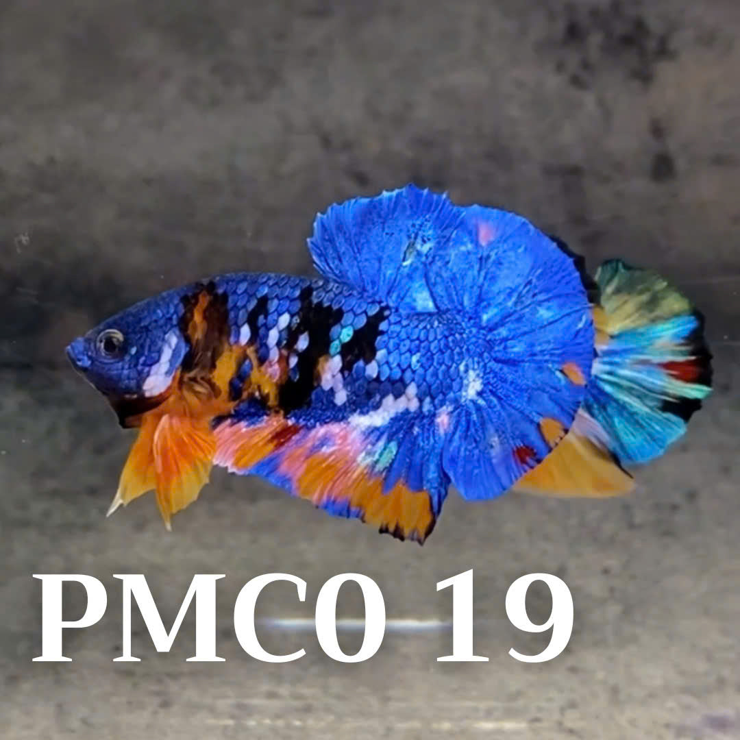 Multicolor Plakat Male Betta Fish |Show Grade|  You Pick Fish