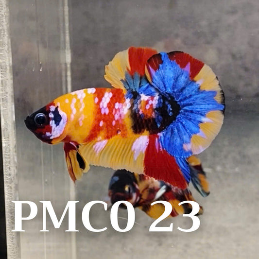 Multicolor Plakat Male Betta Fish |Show Grade|  You Pick Fish