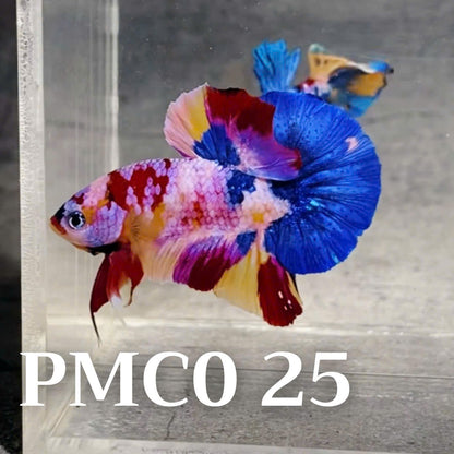 Multicolor Plakat Male Betta Fish |Show Grade|  You Pick Fish