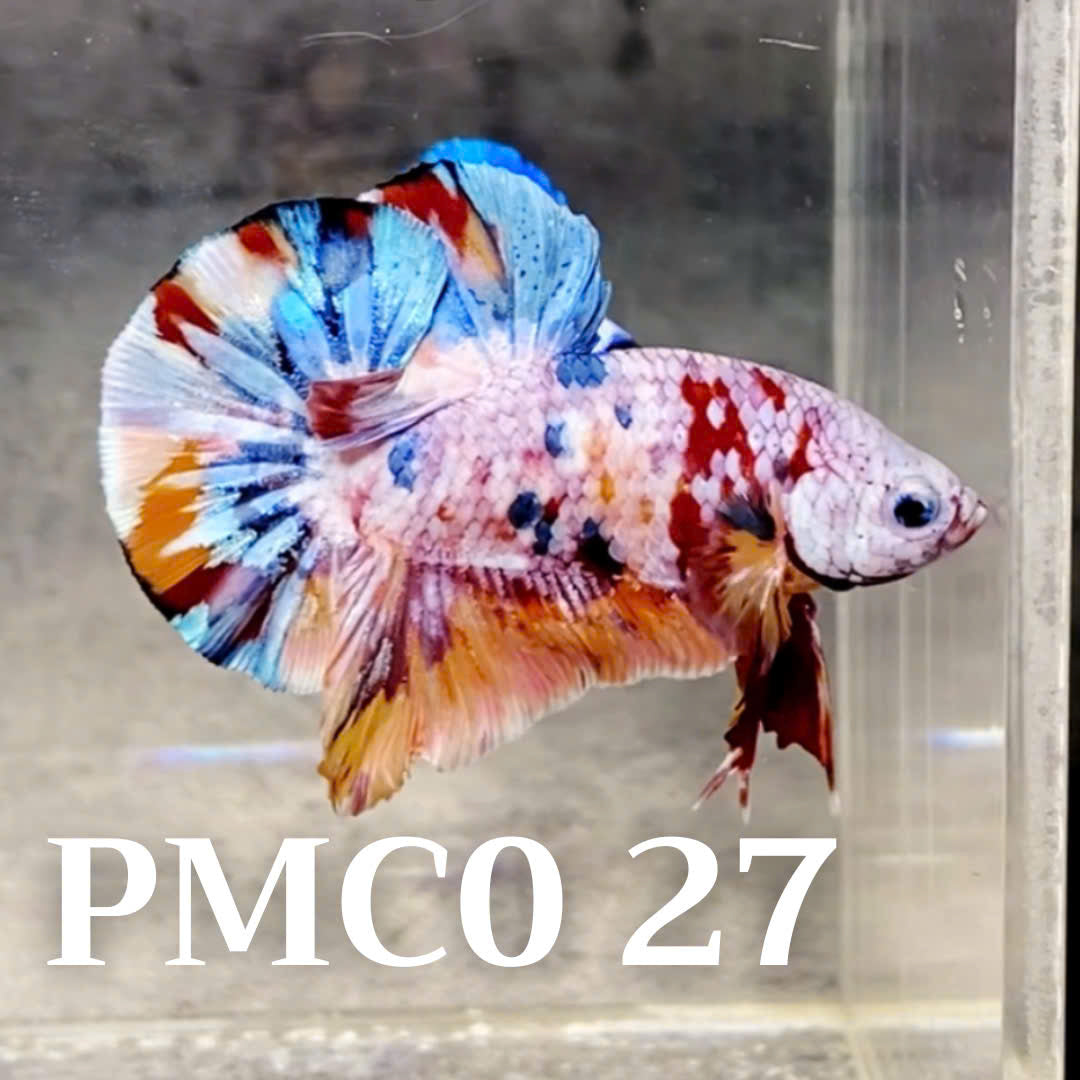 Multicolor Plakat Male Betta Fish |Show Grade|  You Pick Fish