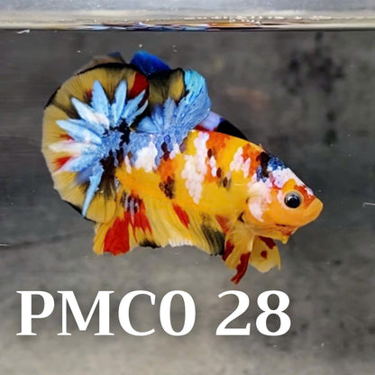 Multicolor Plakat Male Betta Fish |Show Grade|  You Pick Fish