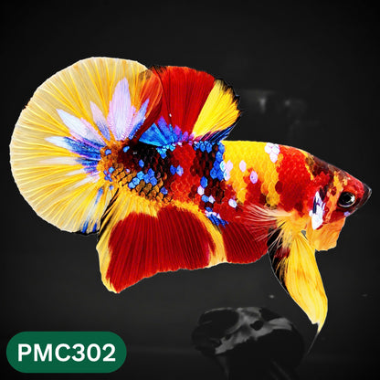 Multicolor Plakat Male Betta Fish | Show Grade |  You Pick Fish