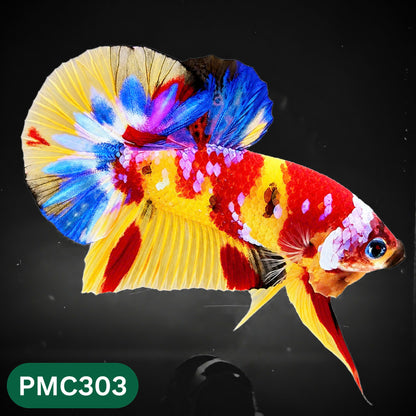 Multicolor Plakat Male Betta Fish | Show Grade |  You Pick Fish