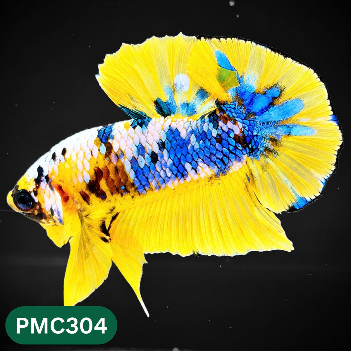 Multicolor Plakat Male Betta Fish | Show Grade |  You Pick Fish