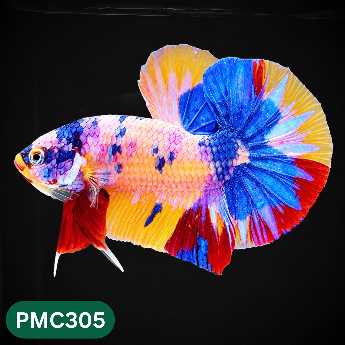 Multicolor Plakat Male Betta Fish | Show Grade |  You Pick Fish