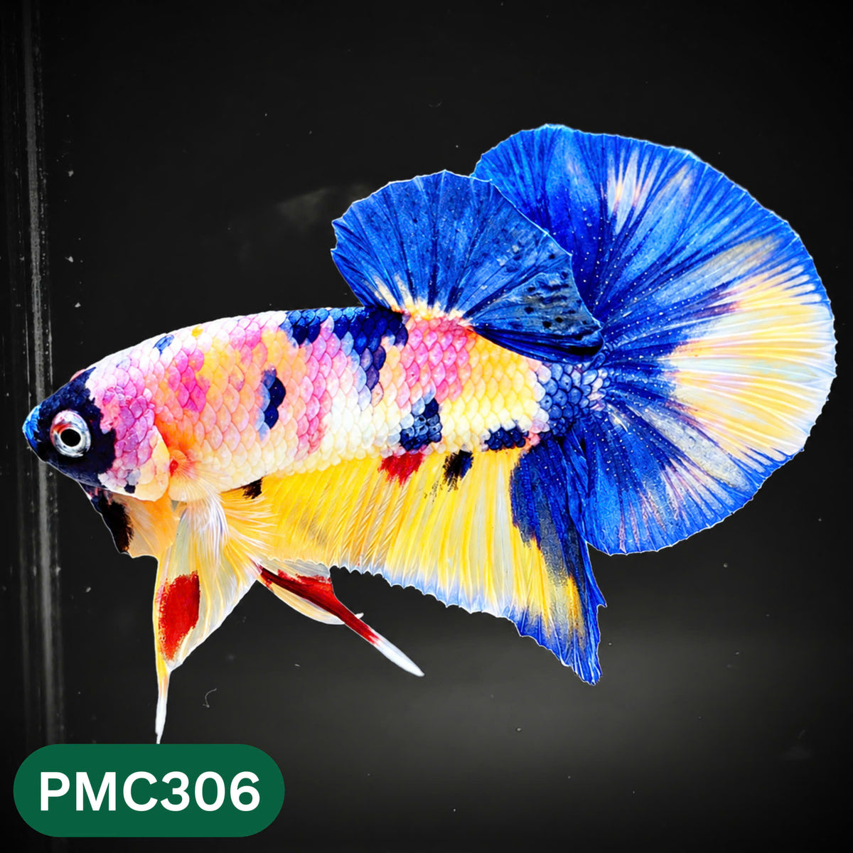 Multicolor Plakat Male Betta Fish | Show Grade |  You Pick Fish