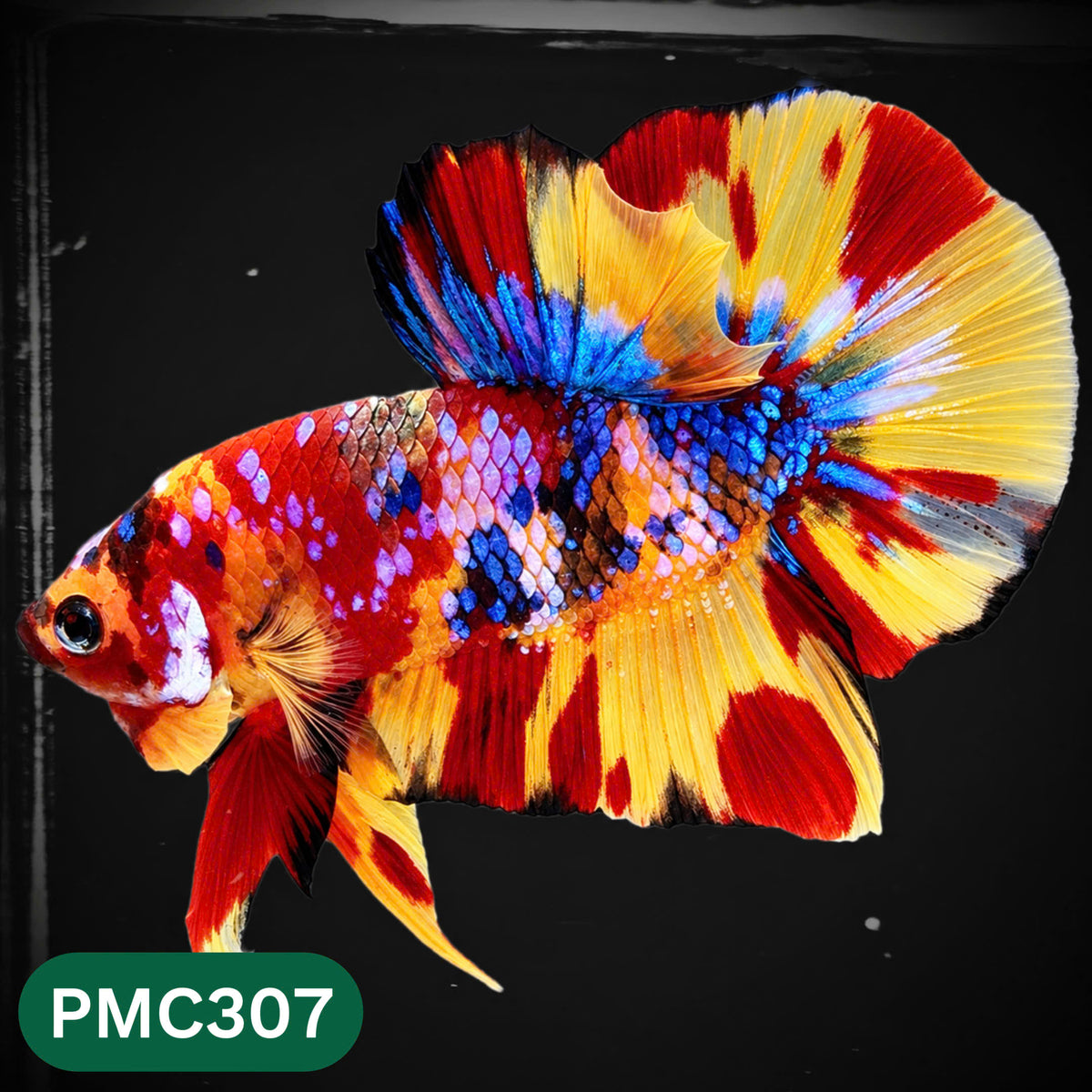 Multicolor Plakat Male Betta Fish | Show Grade |  You Pick Fish