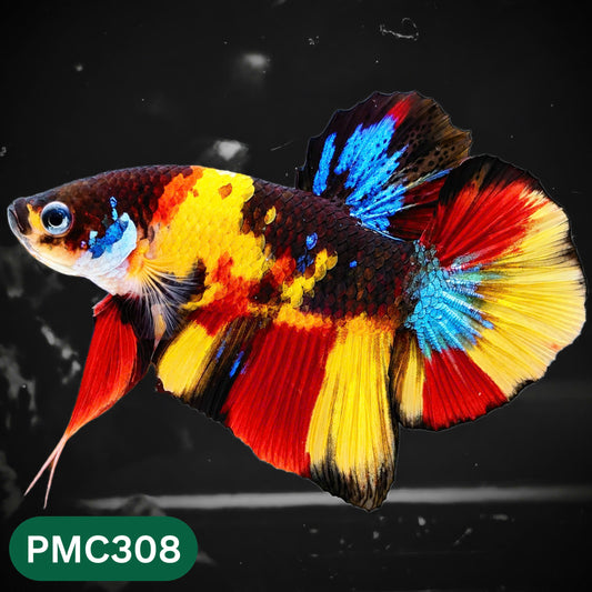 Multicolor Plakat Male Betta Fish | Show Grade |  You Pick Fish