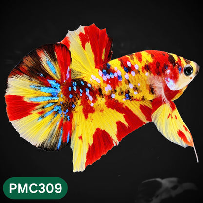 Multicolor Plakat Male Betta Fish | Show Grade |  You Pick Fish