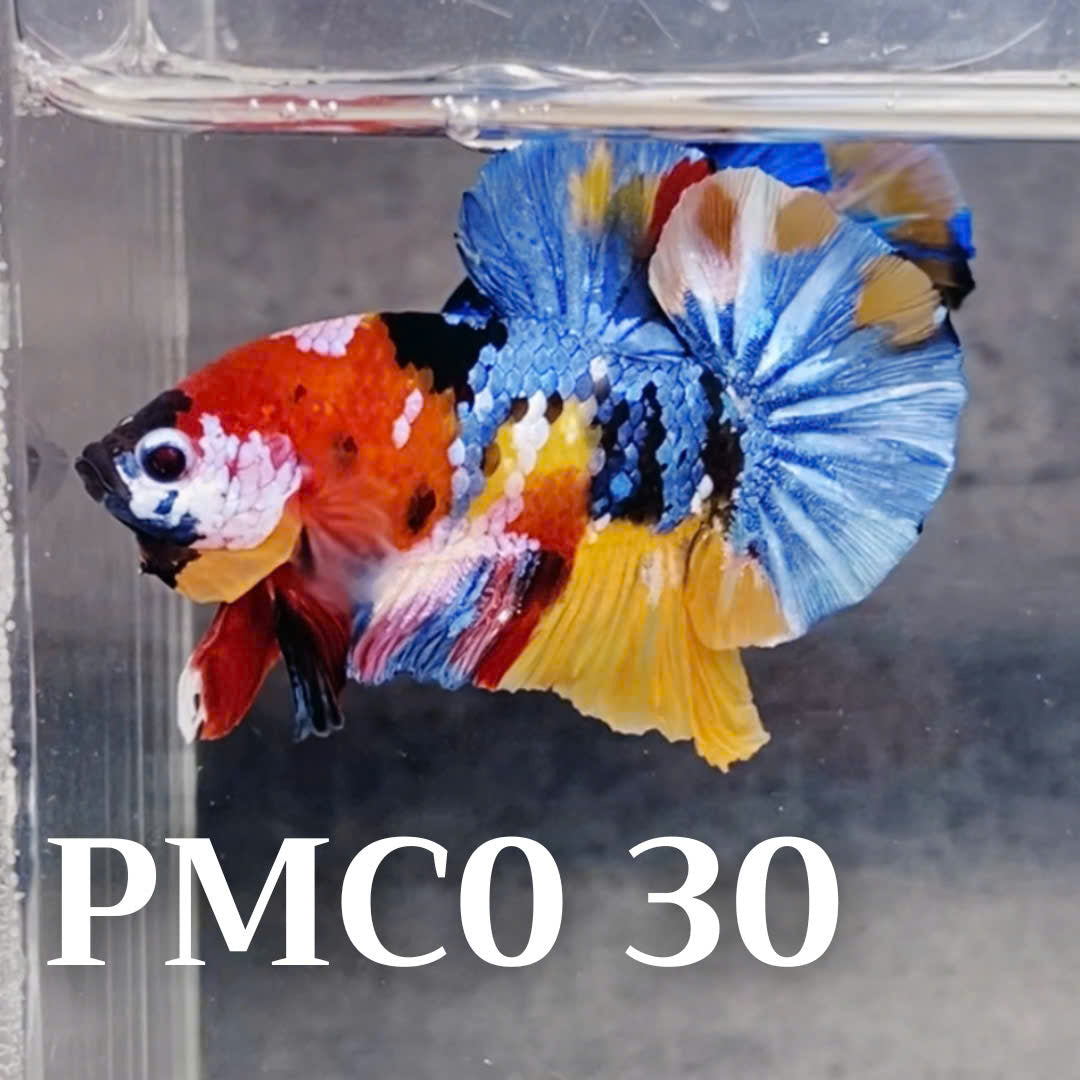 Multicolor Plakat Male Betta Fish |Show Grade|  You Pick Fish