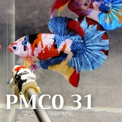 Multicolor Plakat Male Betta Fish |Show Grade|  You Pick Fish