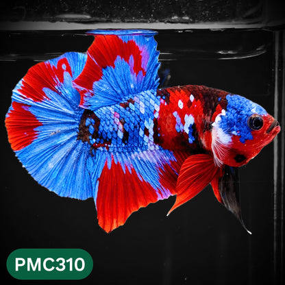 Multicolor Plakat Male Betta Fish | Show Grade |  You Pick Fish