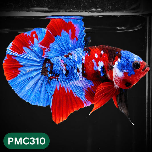 Multicolor Plakat Male Betta Fish | Show Grade |  You Pick Fish
