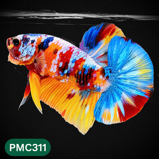 Multicolor Plakat Male Betta Fish | Show Grade |  You Pick Fish