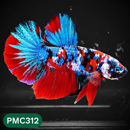Multicolor Plakat Male Betta Fish | Show Grade |  You Pick Fish