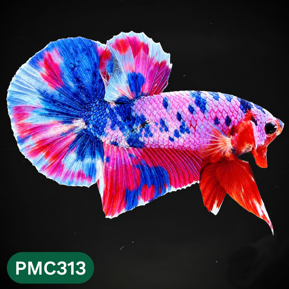 Multicolor Plakat Male Betta Fish | Show Grade |  You Pick Fish