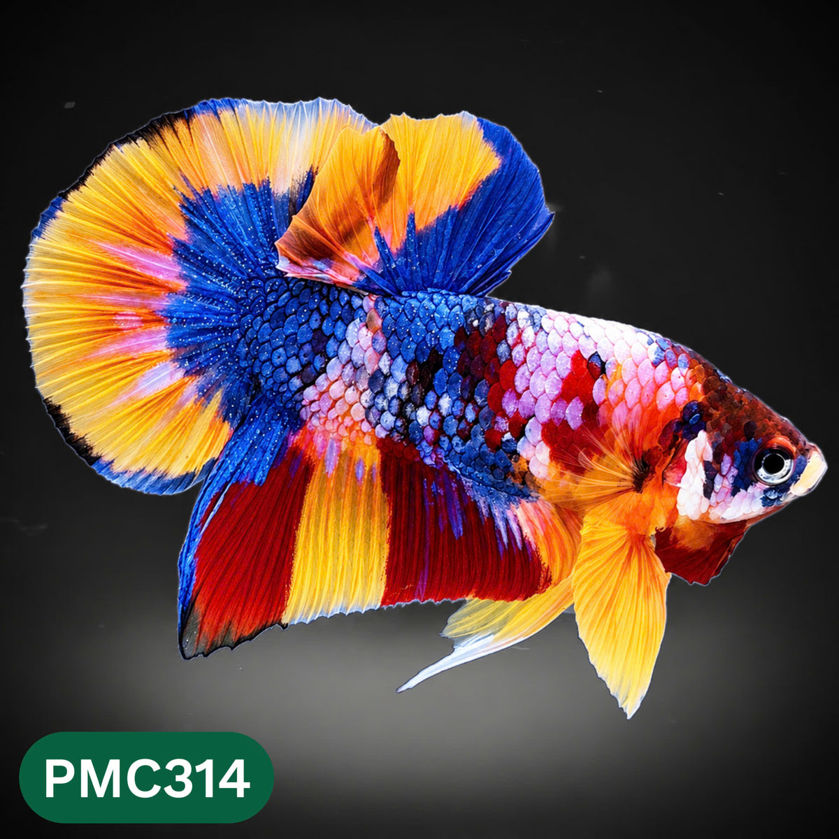Multicolor Plakat Male Betta Fish | Show Grade |  You Pick Fish