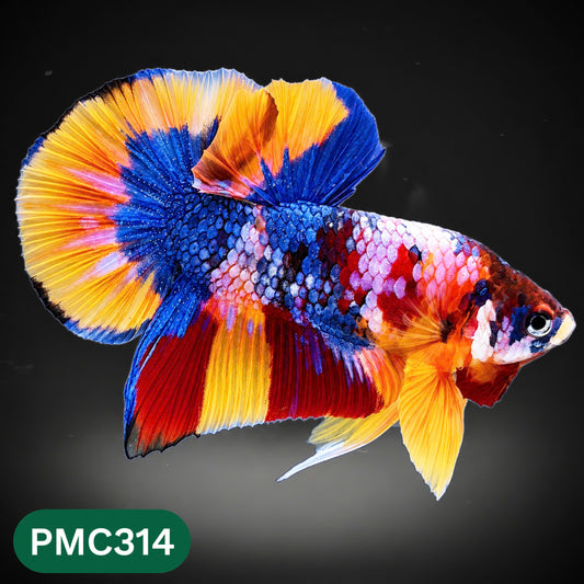 Multicolor Plakat Male Betta Fish | Show Grade |  You Pick Fish