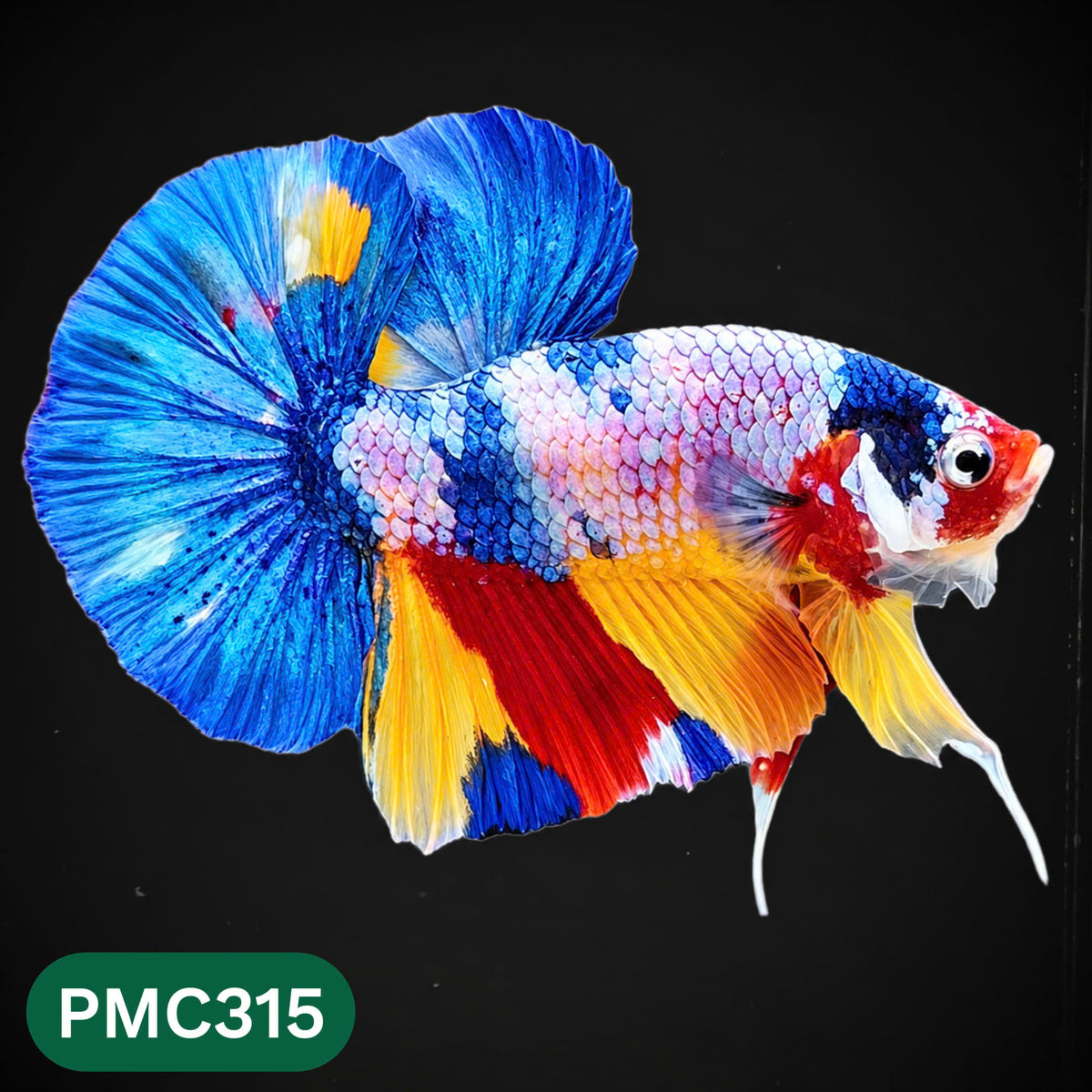 Multicolor Plakat Male Betta Fish | Show Grade |  You Pick Fish