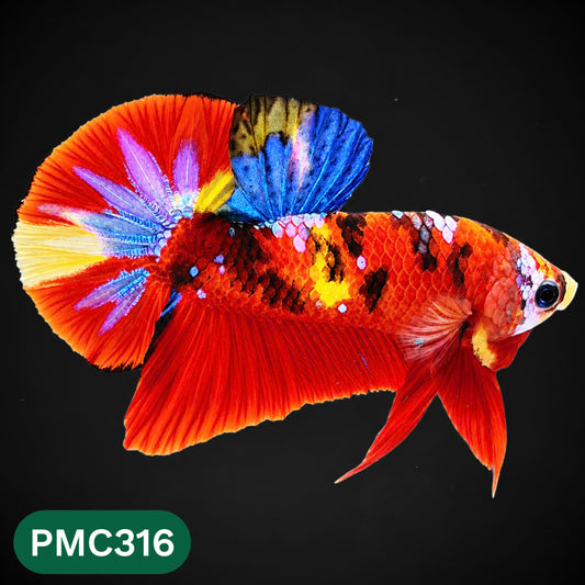 Multicolor Plakat Male Betta Fish | Show Grade |  You Pick Fish