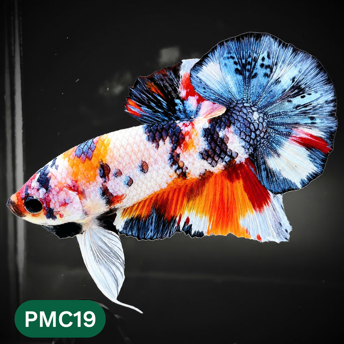 Multicolor Plakat Male Betta Fish | Show Grade |  You Pick Fish