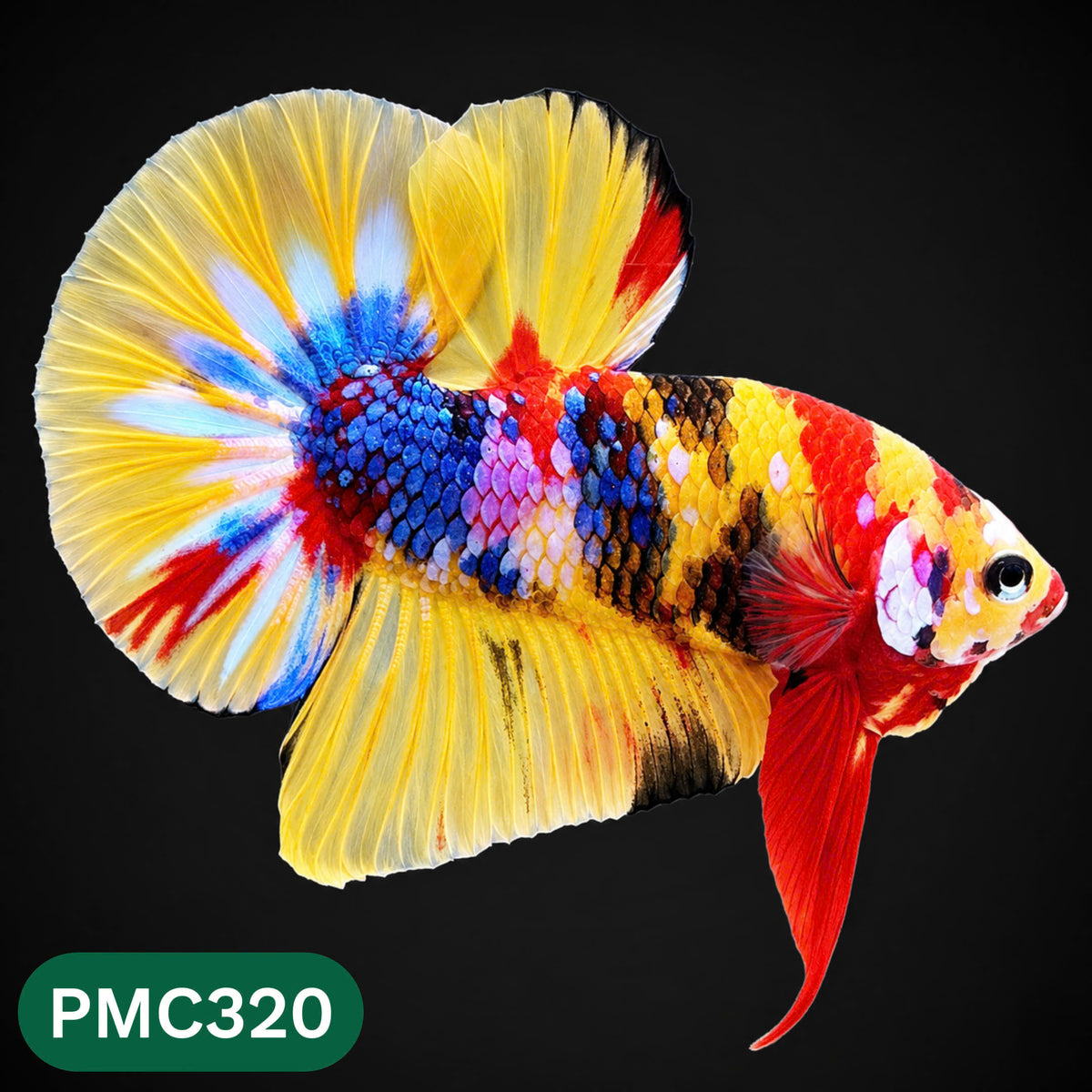 Multicolor Plakat Male Betta Fish | Show Grade |  You Pick Fish