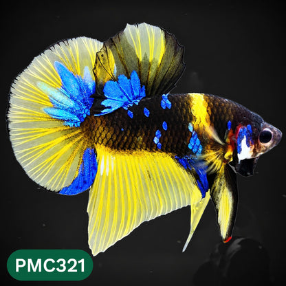 Multicolor Plakat Male Betta Fish | Show Grade |  You Pick Fish