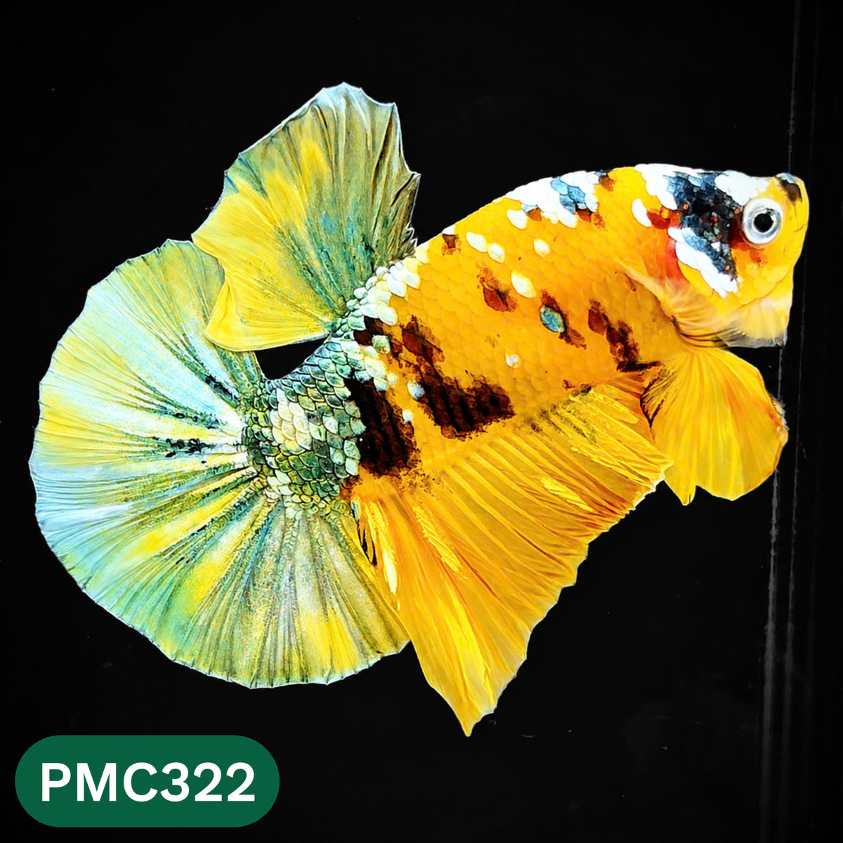 Multicolor Plakat Male Betta Fish | Show Grade |  You Pick Fish