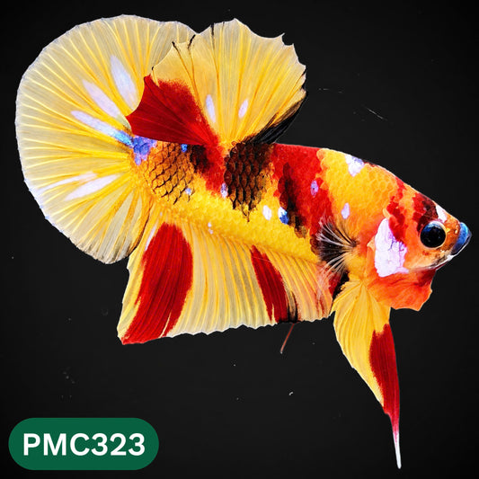 Multicolor Plakat Male Betta Fish | Show Grade |  You Pick Fish