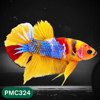 Multicolor Plakat Male Betta Fish | Show Grade |  You Pick Fish