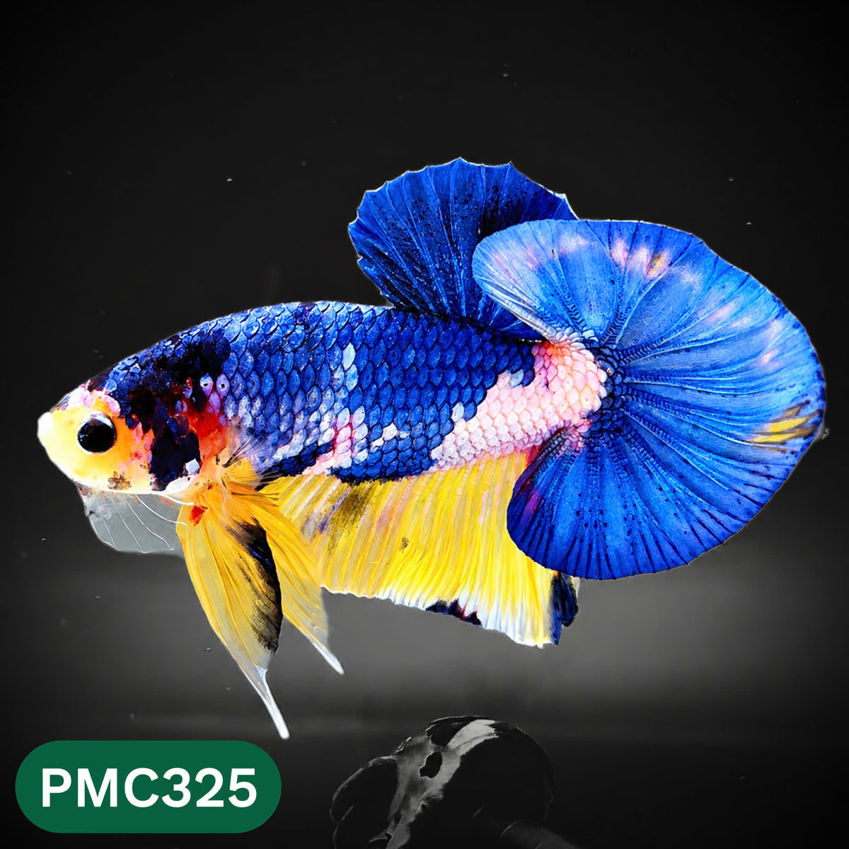 Multicolor Plakat Male Betta Fish | Show Grade |  You Pick Fish