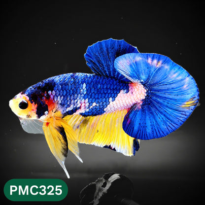 Multicolor Plakat Male Betta Fish | Show Grade |  You Pick Fish