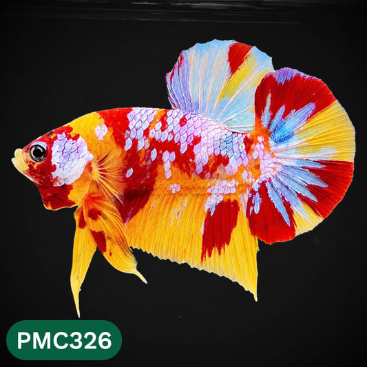 Multicolor Plakat Male Betta Fish | Show Grade |  You Pick Fish