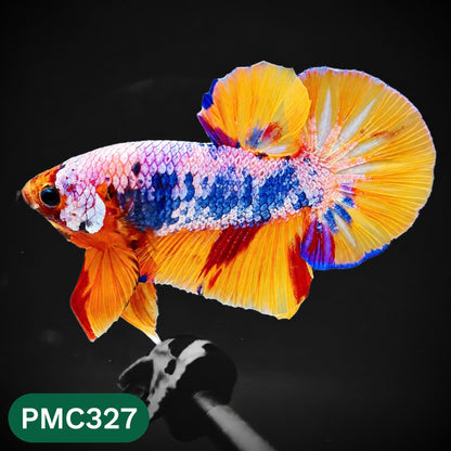 Multicolor Plakat Male Betta Fish | Show Grade |  You Pick Fish