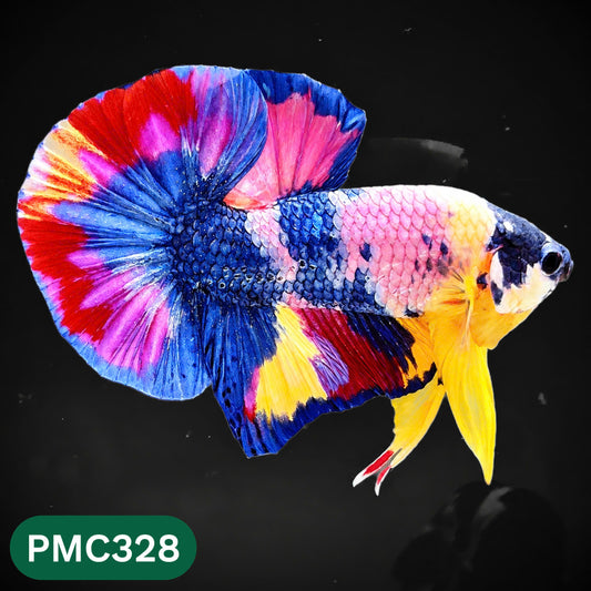 Multicolor Plakat Male Betta Fish | Show Grade |  You Pick Fish