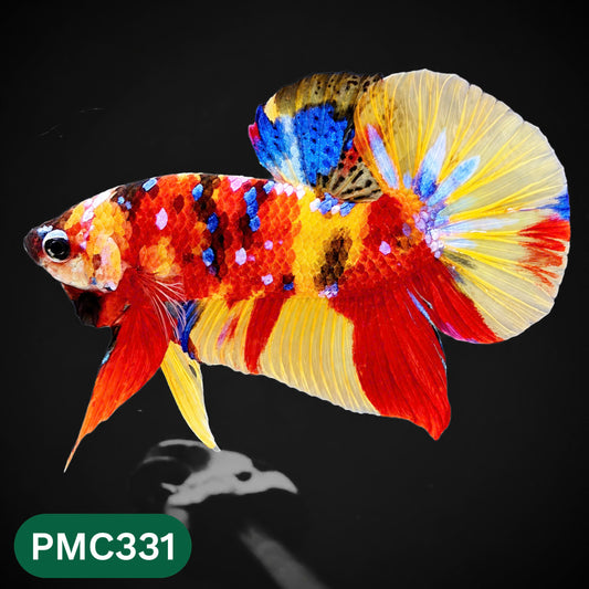 Multicolor Plakat Male Betta Fish | Show Grade |  You Pick Fish