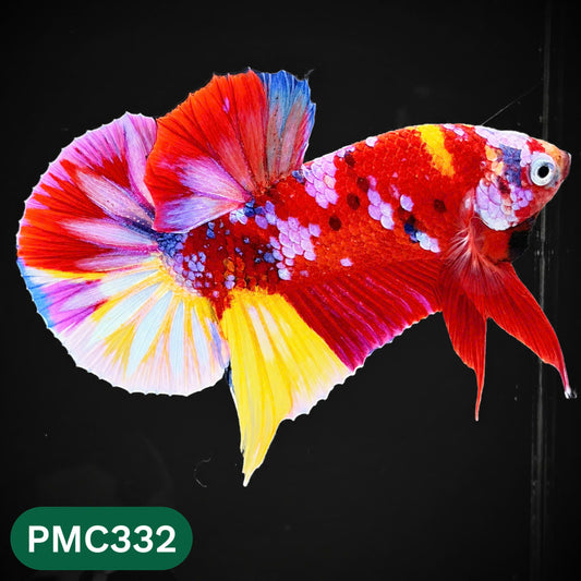 Multicolor Plakat Male Betta Fish | Show Grade |  You Pick Fish