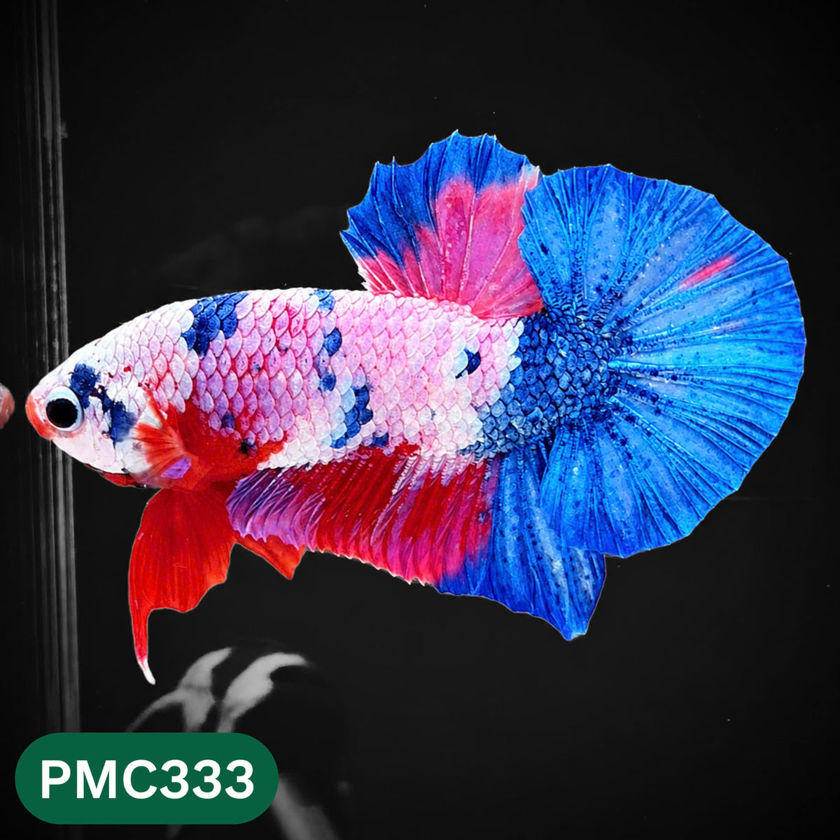 Multicolor Plakat Male Betta Fish | Show Grade |  You Pick Fish