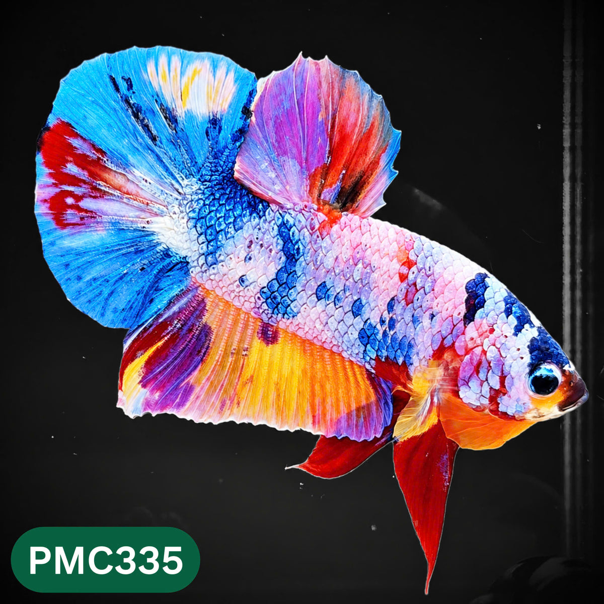 Multicolor Plakat Male Betta Fish | Show Grade |  You Pick Fish