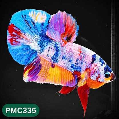 Multicolor Plakat Male Betta Fish | Show Grade |  You Pick Fish
