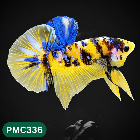 Multicolor Plakat Male Betta Fish | Show Grade |  You Pick Fish