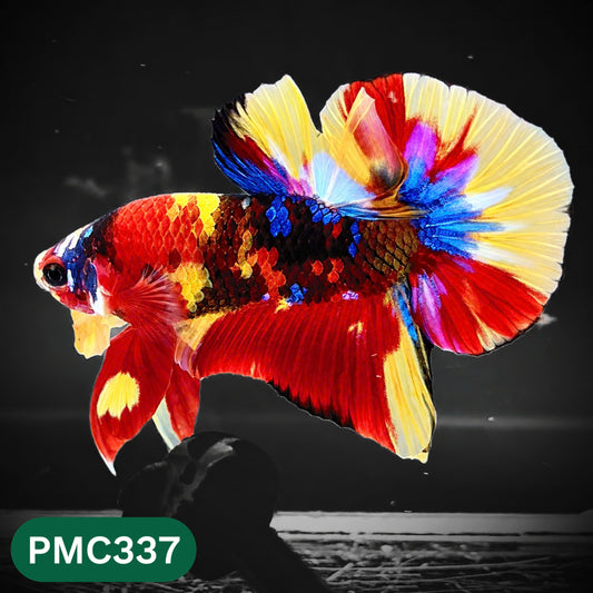 Multicolor Plakat Male Betta Fish | Show Grade |  You Pick Fish