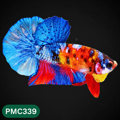 Multicolor Plakat Male Betta Fish | Show Grade |  You Pick Fish